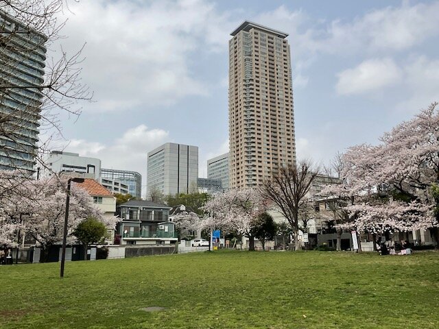 青山公園の桜