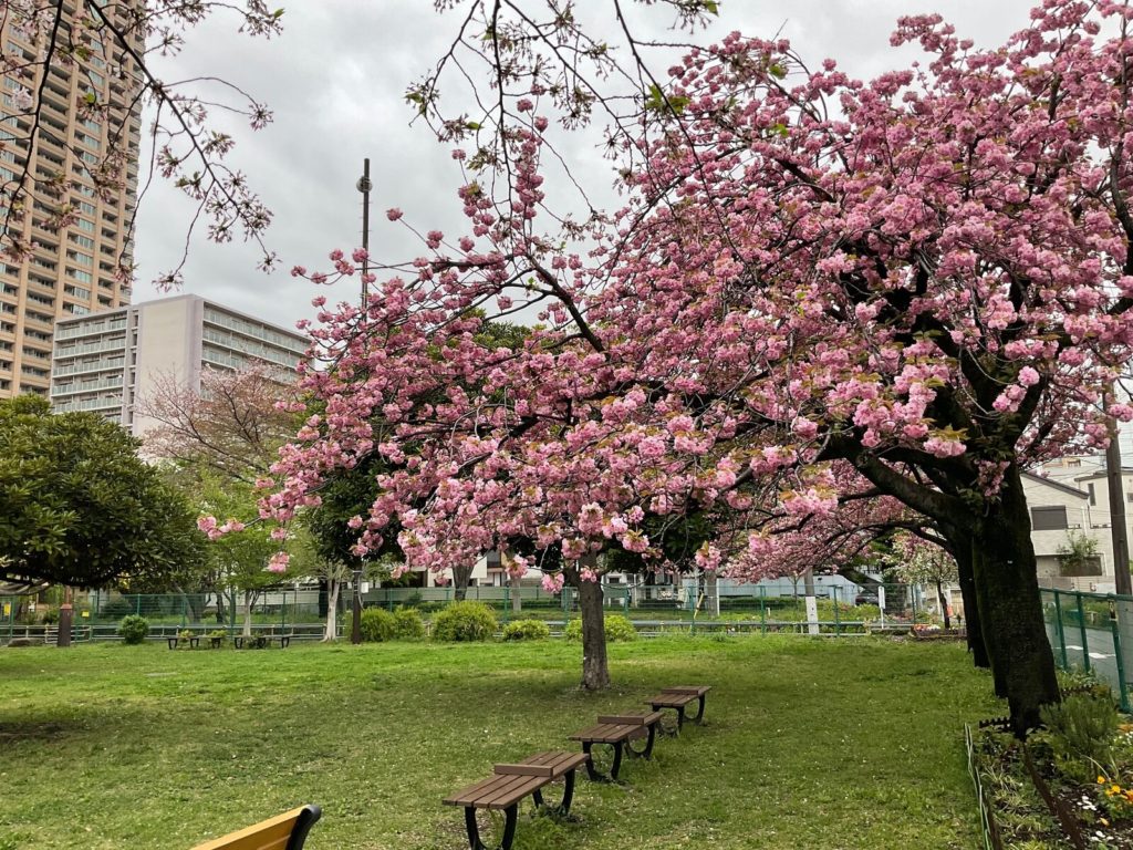 青山公園 八重桜