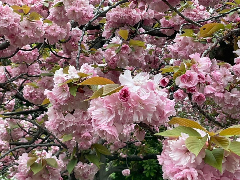 青山公園 八重桜