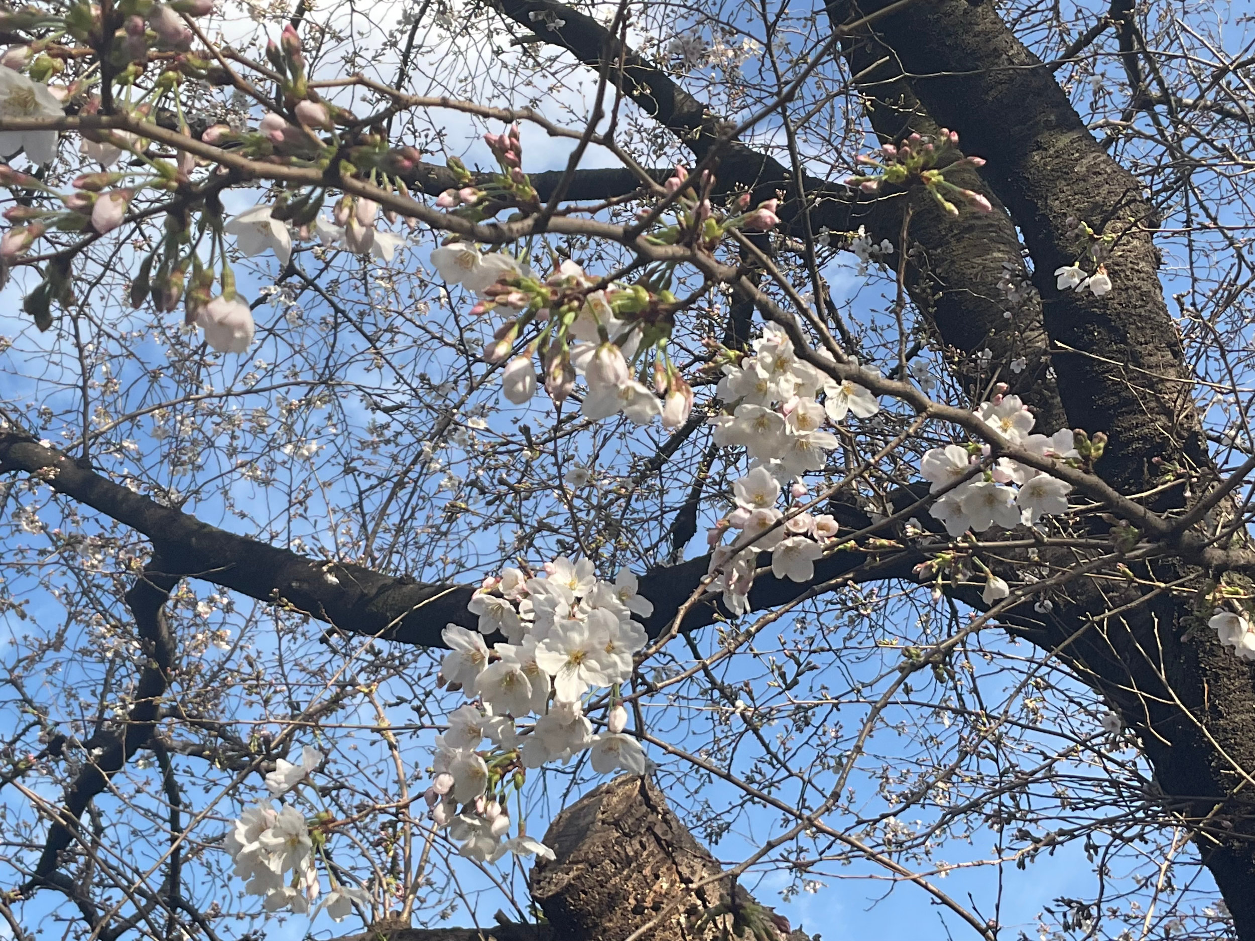 青山公園 (北地区) 桜