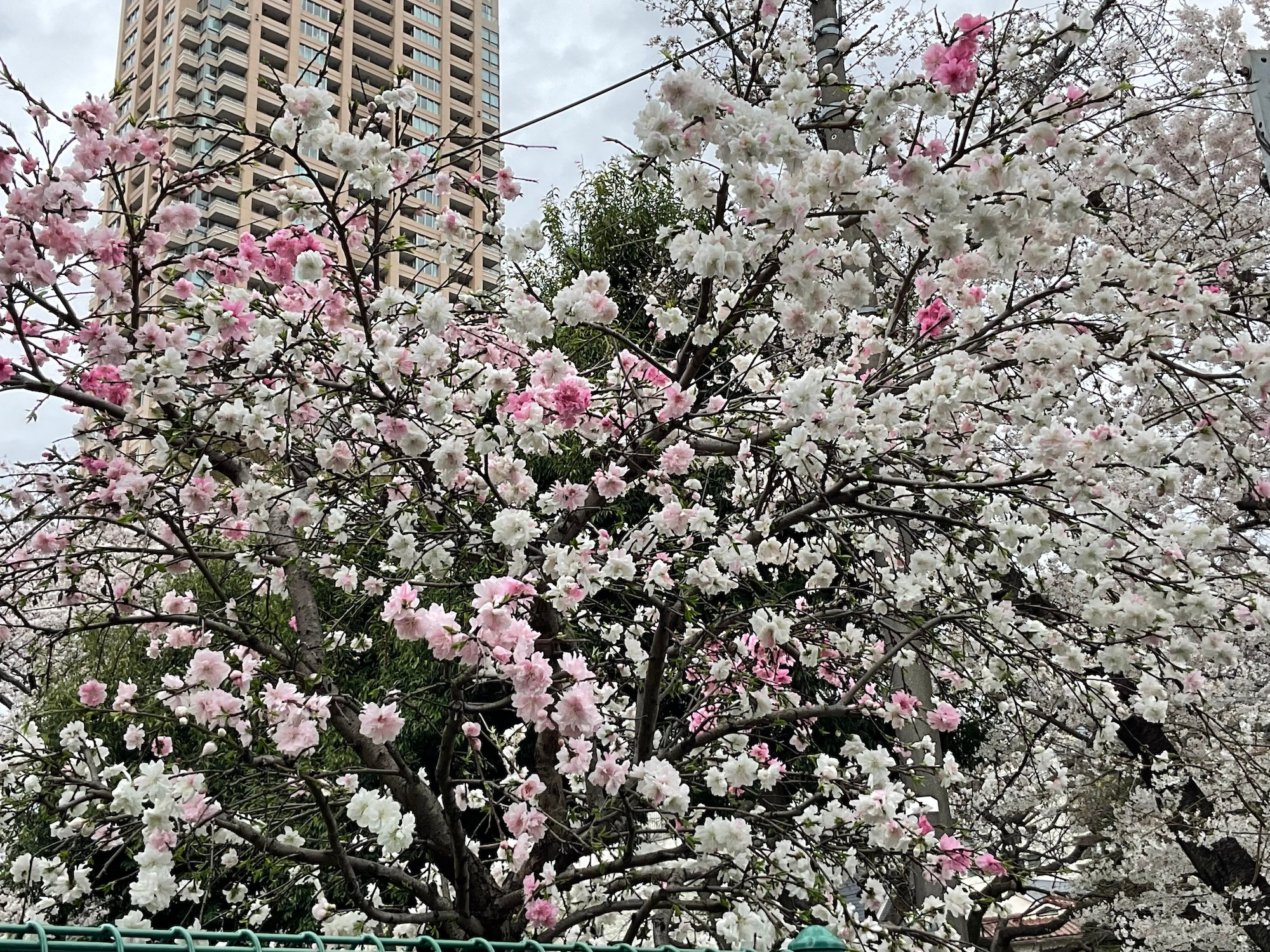 本日の青山公園 北地区の桜 2023年3月24日(金)