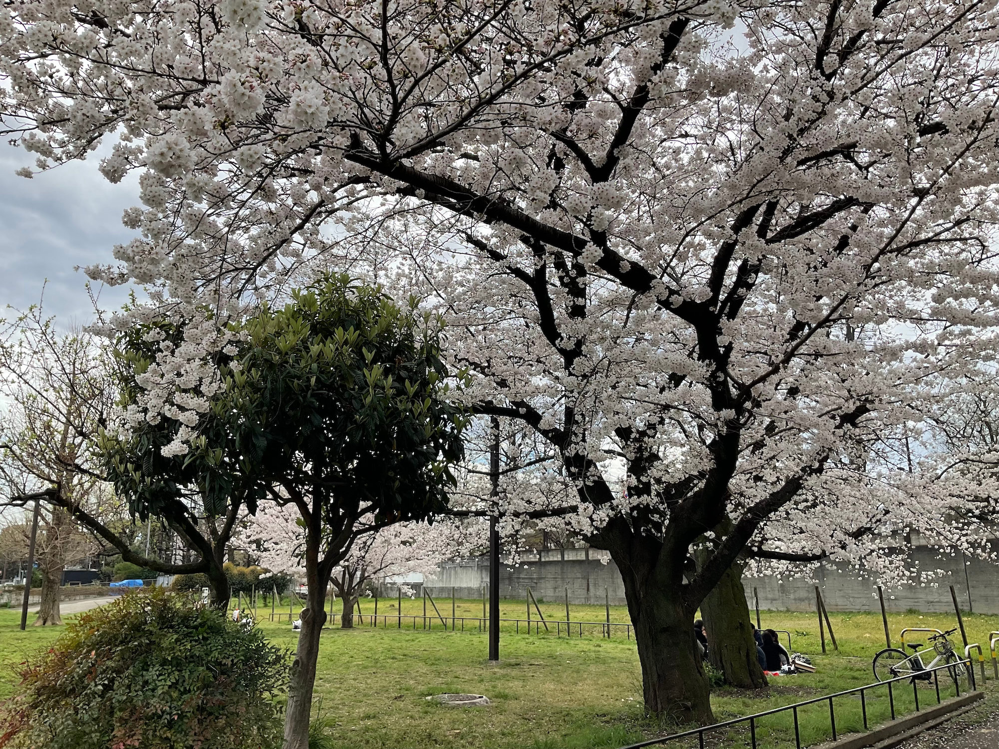 本日の青山公園 北地区の桜 2023年3月24日(金)